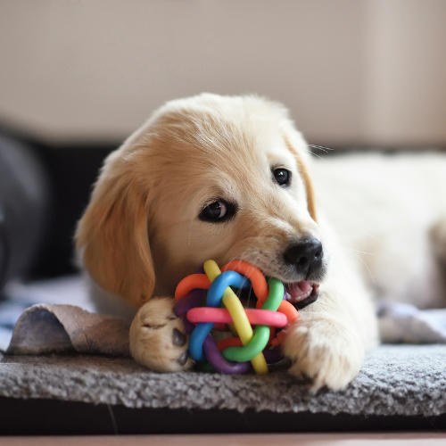 Chew Toys