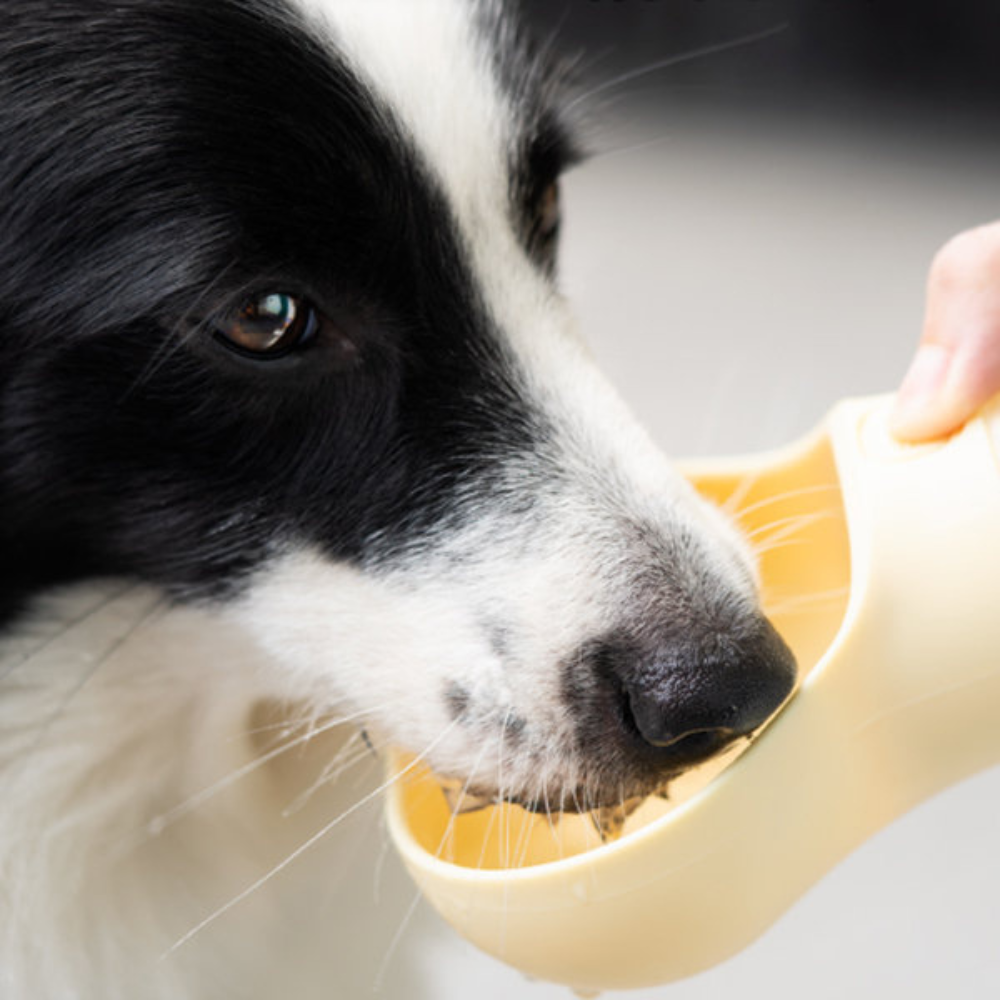 Bone Shaped Dog Water Bottle