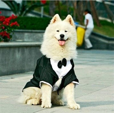 22 Black Tuxedo Dog Costume