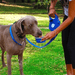 4 in 1 Retractable Dog Leash and Collapsible Bowl