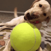 9.5in Giant Dog Tennis Ball