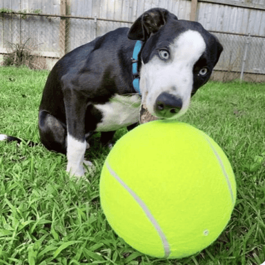 9.5in Giant Dog Tennis Ball