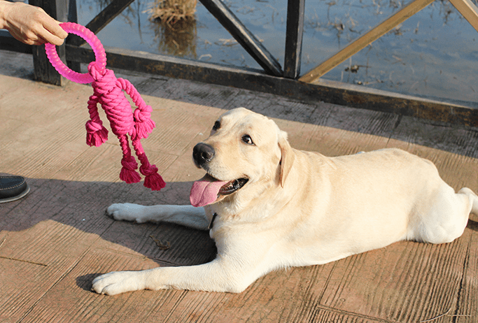 Big dog interactive knot toy