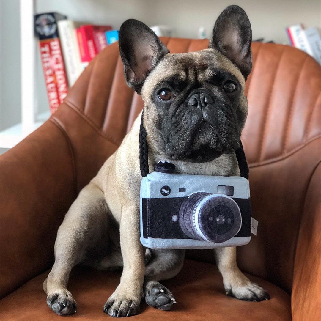 Black Dog camera photo prop toy