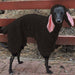 Black / S Large Dog Pet Clothes Cute And Funny Cross Dress Rabbit Ears Imitation Lamb Fur