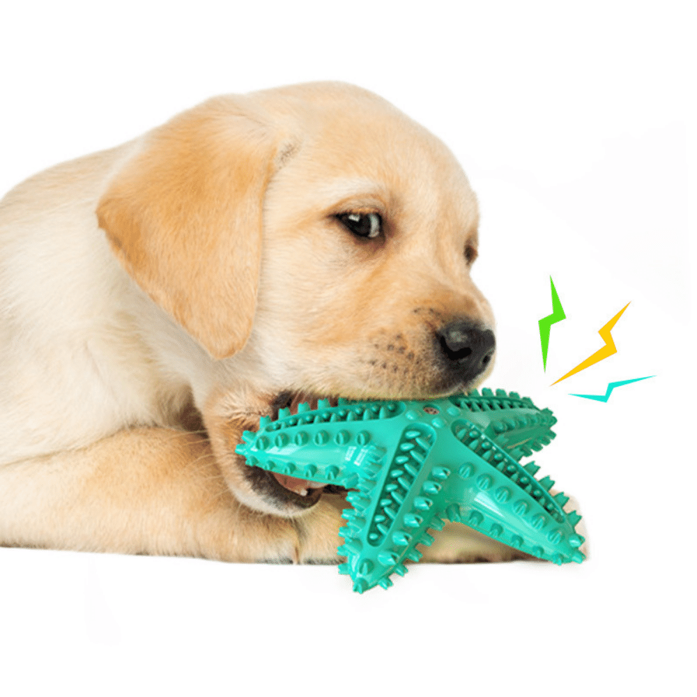 Blue Starfish Toothbrush Dog Chew Toy