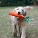 Carrot Plastic Bottle Dog Chew Toy