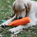 Carrot Plastic Bottle Dog Chew Toy