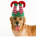 Christmas Elf Legs Dog Hat