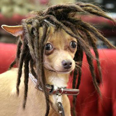 Coffee High Temperature Wire For Dogs Can Dye Wigs