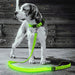 Creative LED USB Charging Luminous Pet Leash