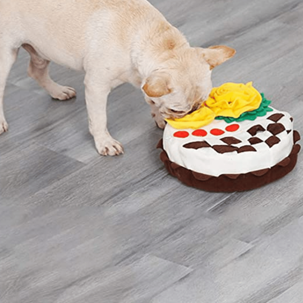 Dog birthday cake sniffing pad