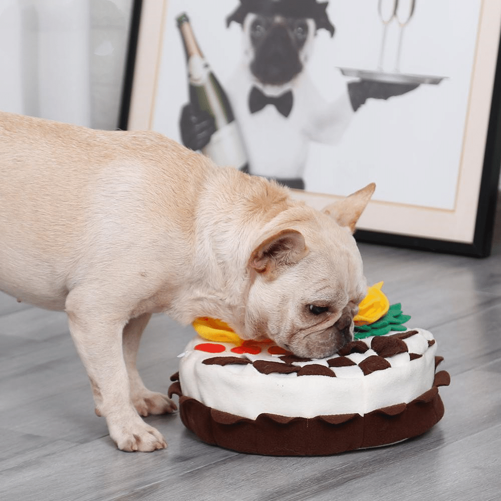 Dog birthday cake sniffing pad