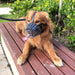 Dog Muzzle Adjustable Basket Soft Straps Rubber Pet Anti-bite Muzzle