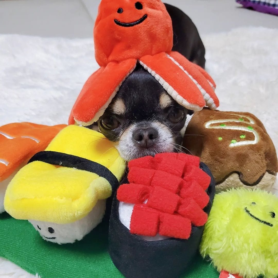 Dog Toy Hide Food Audible Sushi Octopus