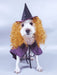 Dog Witch Turned Into A Purple Cloak