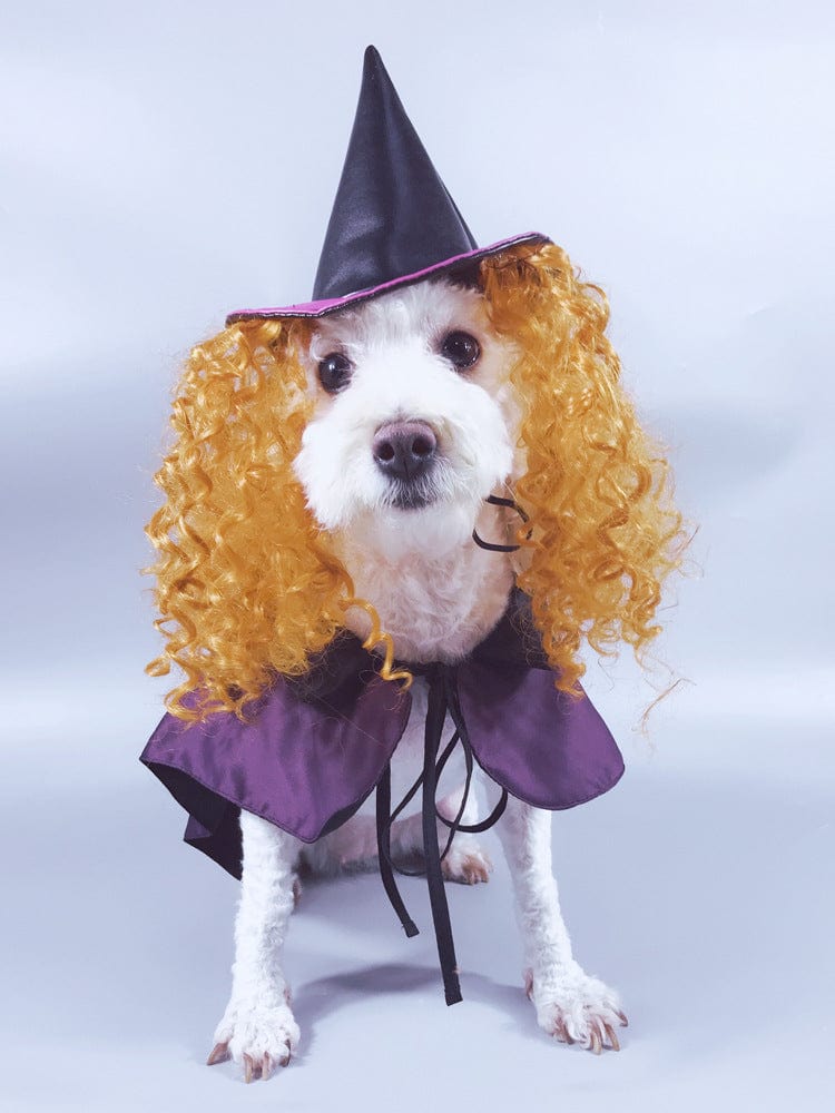 Dog Witch Turned Into A Purple Cloak