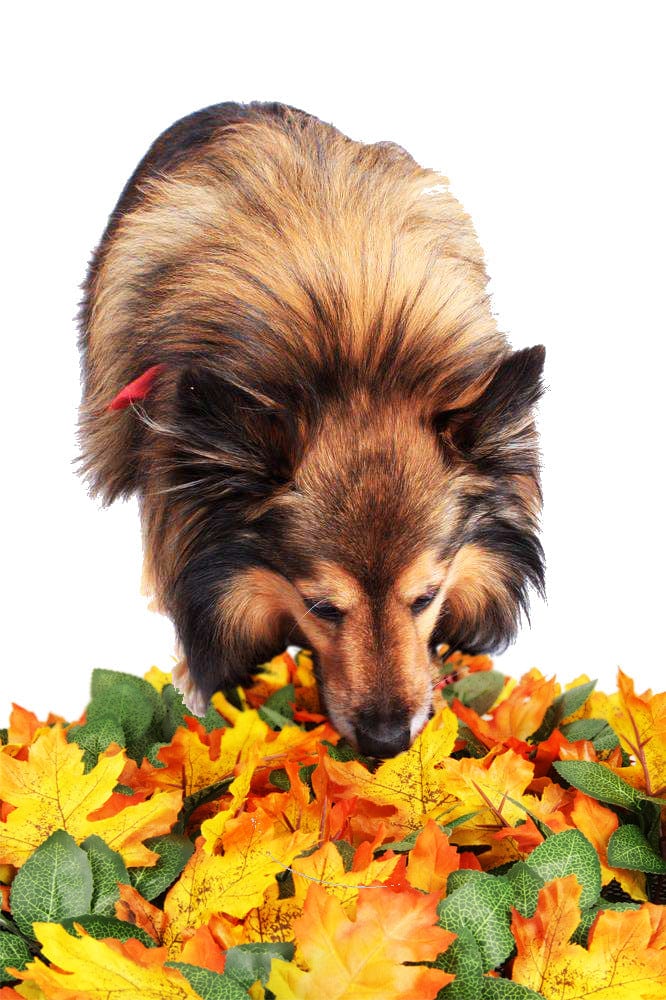 Fallen Leaves Pile Snuffle Mat