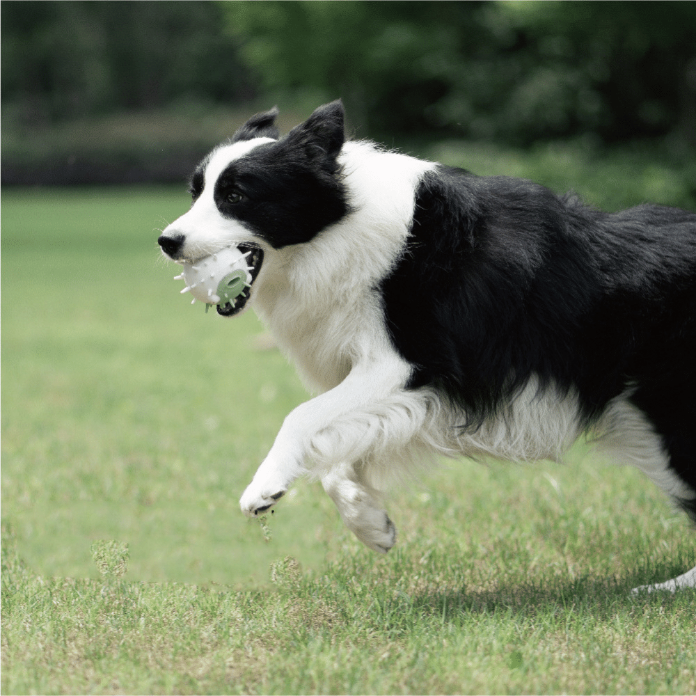 Green Dog bite-resistant vocal toy