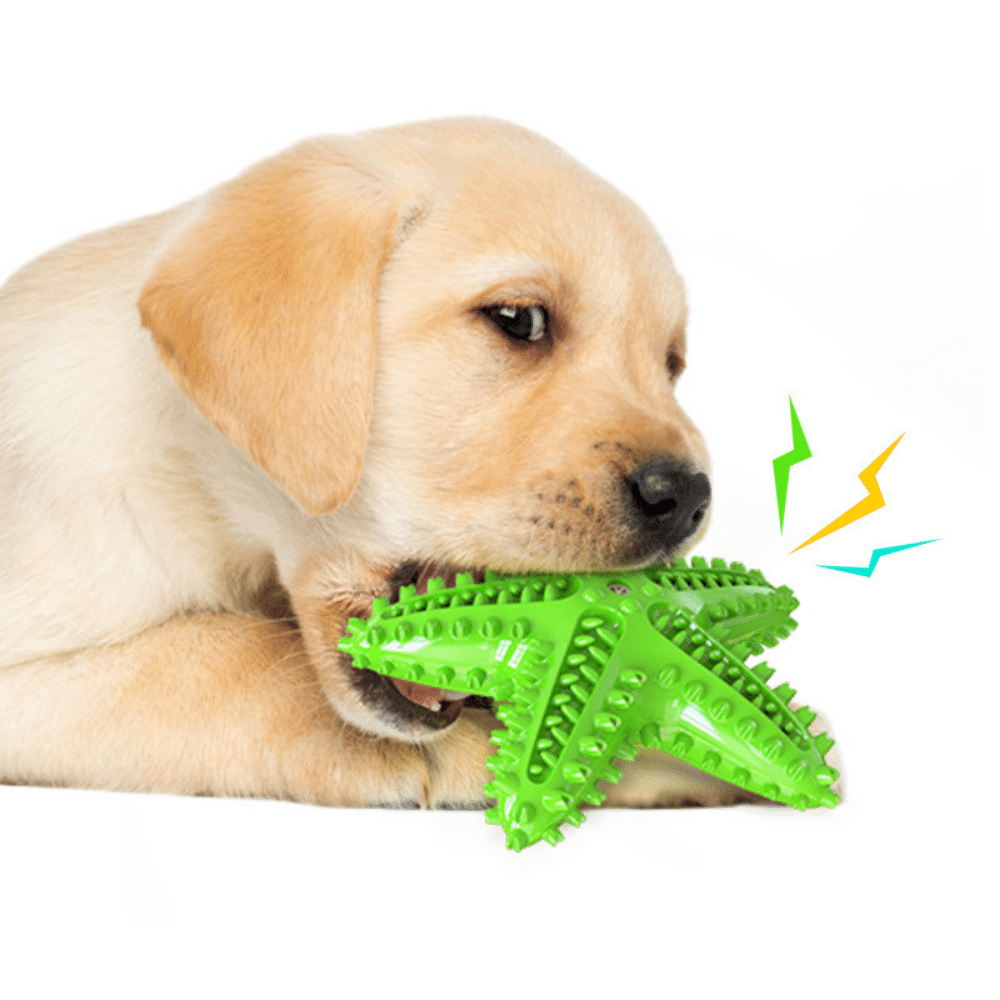 Green Starfish Toothbrush Dog Chew Toy