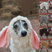 Large Dog Pet Clothes Cute And Funny Cross Dress Rabbit Ears Imitation Lamb Fur