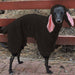 Large Dog Pet Clothes Cute And Funny Cross Dress Rabbit Ears Imitation Lamb Fur