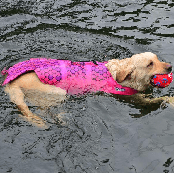 Mermaid Dog Life Jacket