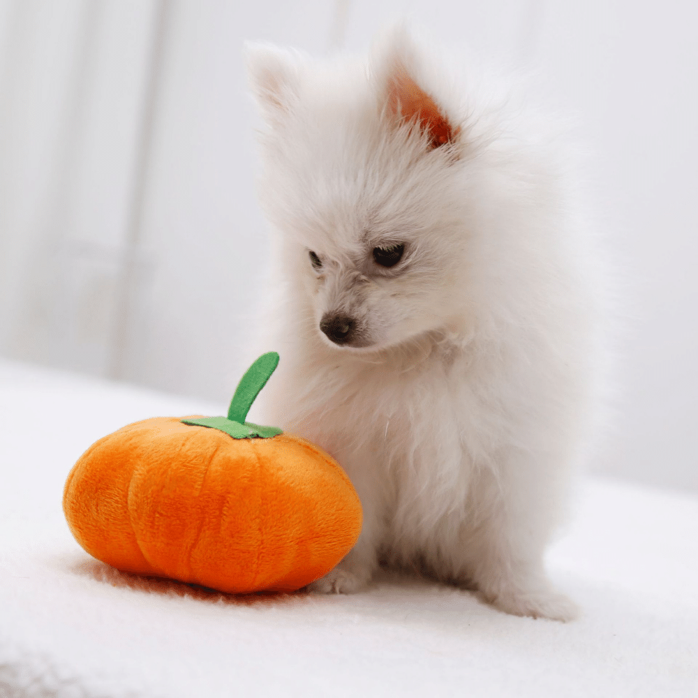 Plush Pumpkin Dog Squeaky Toy