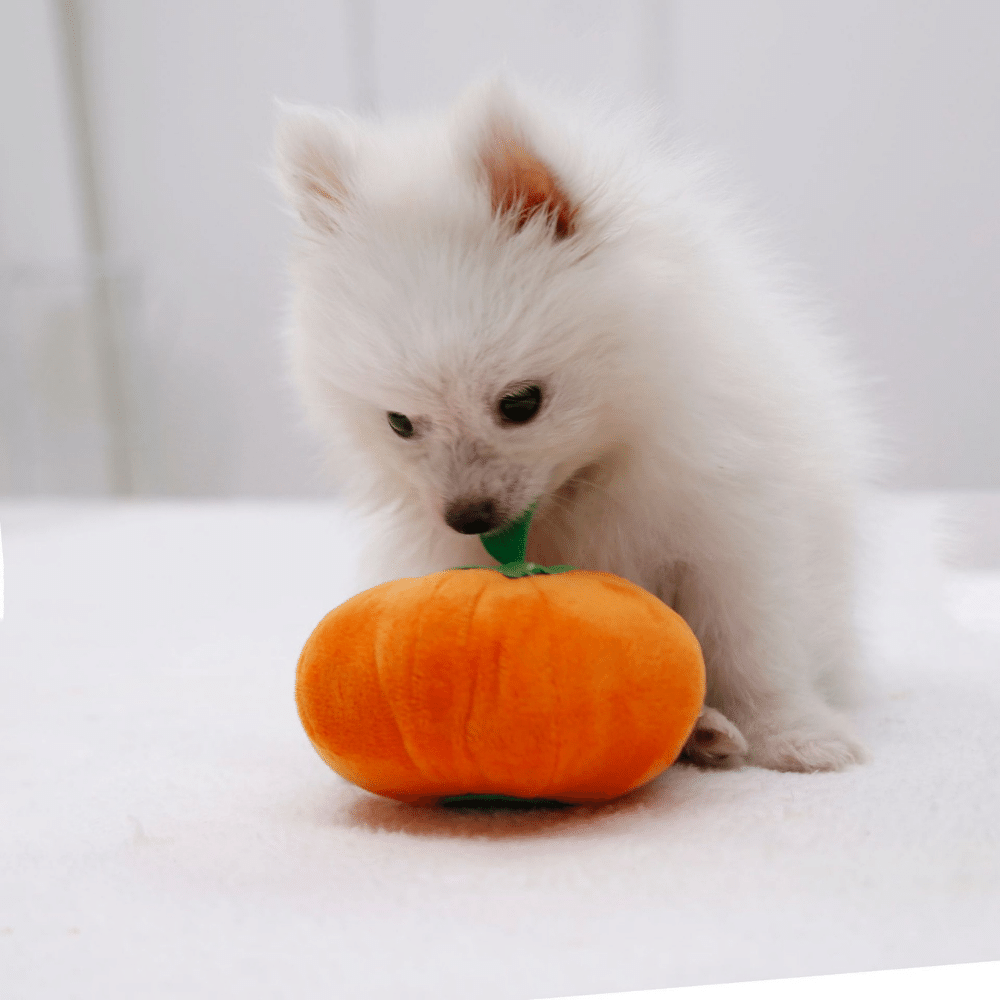 Plush Pumpkin Dog Squeaky Toy