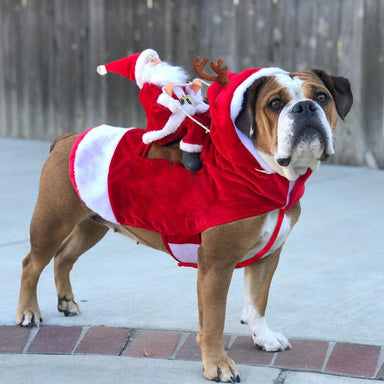 Santa Claus Rider Dog Costume