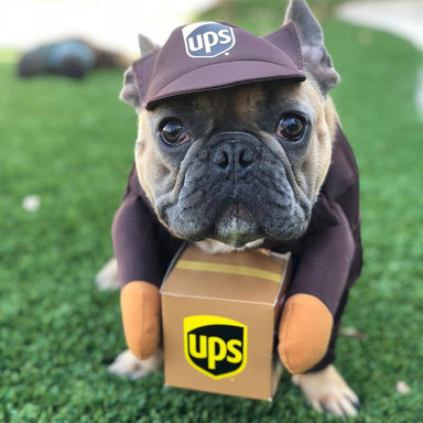 Small UPS Dog Costume