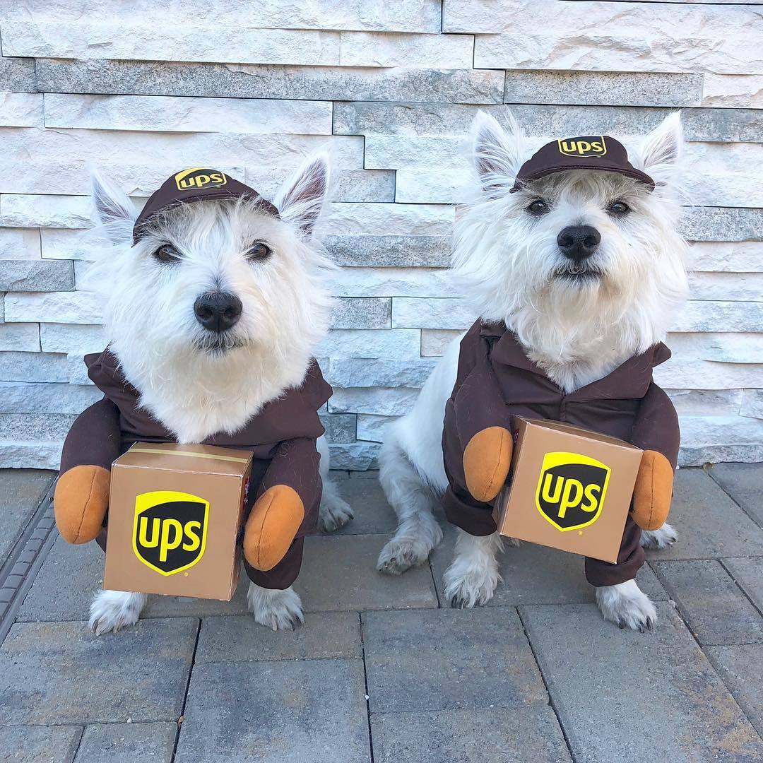 UPS Dog Costume