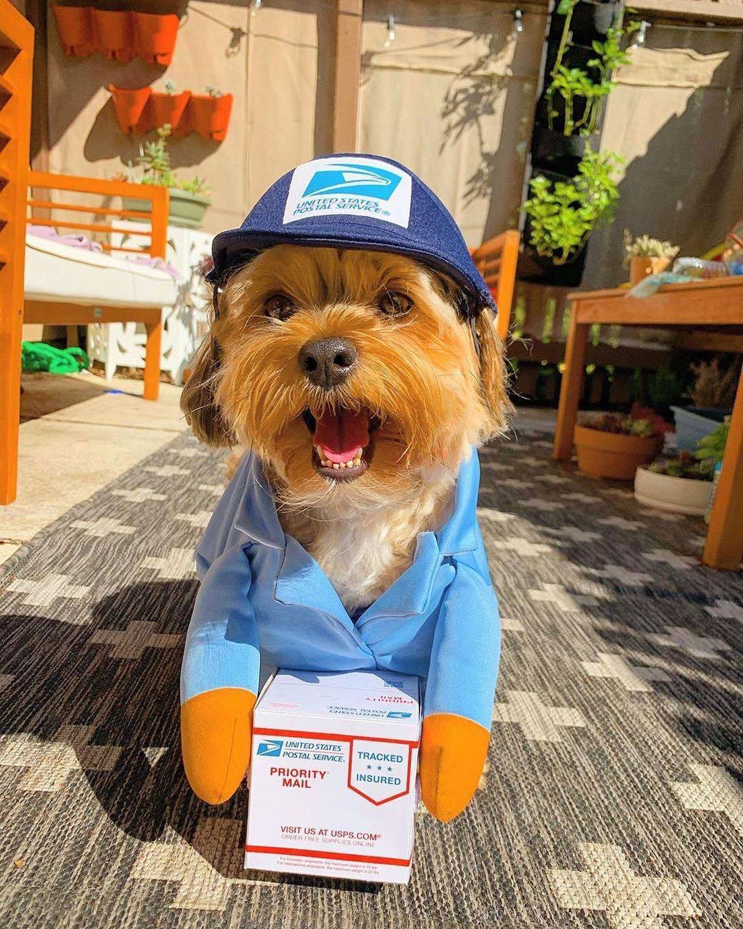 USPS Dog Costume