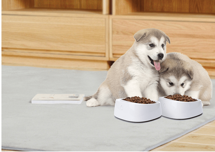 White / S Pet weighing dog food bowl